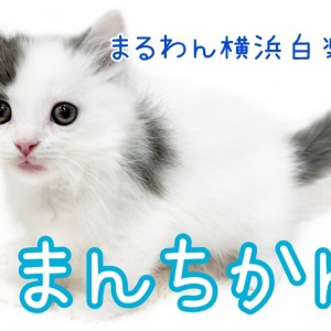 足の長いマンチカン 足長マンチカンのルナくん | マンチカンズと仲間たち（短足猫の