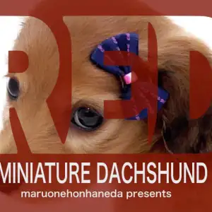 実寸大 ダックス レッド 実寸大 ダックス レッド ミニチュアダックス