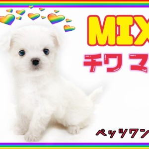 まみえもん。まるまるしたヴィンテージ　チーキーちゃん　白タイプ！ まみえもん様専用。まるまるしたヴィンテージ チーキーちゃん 白