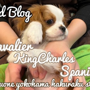 【 キャバリア 】どんどんイケメンに成長中!プレミアム認定美男子の成長記録