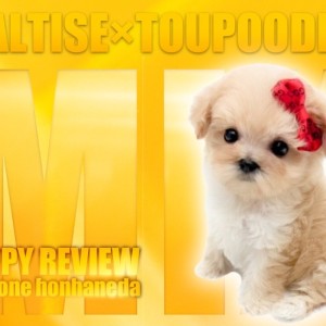 【 マルプー 】コロコロ大好き!色美しき究極のアプリコットワンコ!