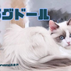 【 ラグドール 】すくすく成長中!美しきラグちゃんの成長報告!