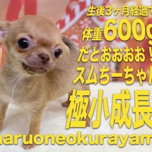 ワンコの写真 アニマルプロ/動物プロダクション | #ゴールデンドゥードル レオ