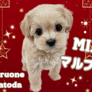 【 MIXマルプー 】人が大好き!フレンドリーなぬいぐるみわんこ登場