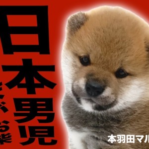 【 柴犬 】マズル短め熊顔フェイス!コロコロ体型の赤柴登場!