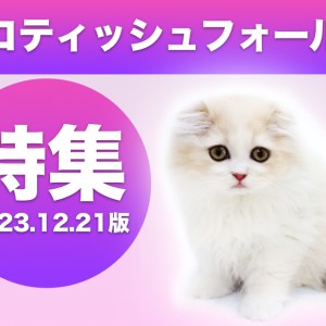スコティッシュフォールド | ペットショップ マルワン 小さめ