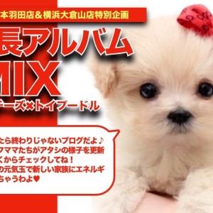 【 マルプー 】これぞぬいぐるみワンコ！マルプーちゃんの癒やし成長日記！！