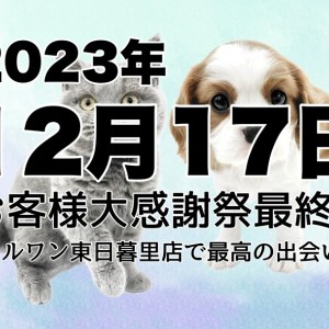 お知らせ 】迫る2023年12月17日。お客様大感謝祭終了間近に全頭