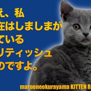 【 ブリティッシュショートヘア 】隠れタビーを探せ!じつは甘えん坊のギャップに萌えニャン