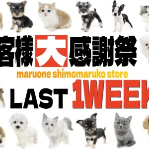 【 お知らせ 】お客様大感謝祭も残り…7日！在籍中わんにゃんを一挙ご紹介！