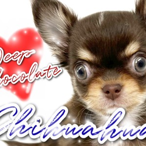 【 チワワ 】濃厚なチョコカラー!凛々しいタンのイケチーちゃん!