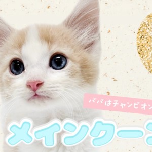 【 メインクーン 】幸運を呼ぶハチワレ!パパはチャンピオンキャットの美しき美貌