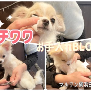 【 お手入れBLOG 】お手入れ上手に出来るかな?チワワ編