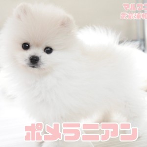 【 ポメラニアン 】希少なホワイトカラー!アザラシ顔のプレミアムパピー