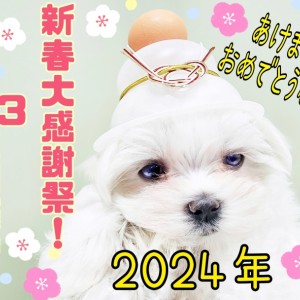 【 新春大感謝祭 】新年をカワイイあの子と迎えよう!1/1~3は新春大感謝祭!