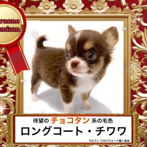 チワワ 】お待たせしました待望のプレミアム『チョコタン