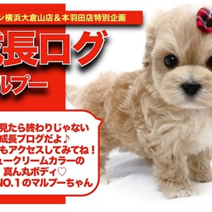 【 マルプー 】シュークリームカラーが可愛い!マルプーちゃんの成長記!