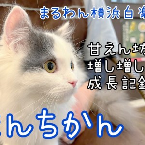 【 マンチカン 】神奈川イチの人懐っこさ!?甘えん坊マンチくんの成長記録