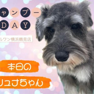 ミニチュア・シュナウザー 】本日のシュナちゃん！シャンプーDAY