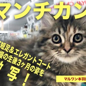 【 マンチカン 】THE短足&エレガントコートが実に美しい生後3ヶ月半を激写!