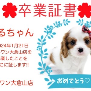 【 卒業証書 】なるちゃん卒業おめでとう!!スタッフママより愛を込めて!