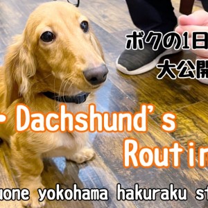 【 カニンヘンダックスフント 】お店での過ごし方に密着!ダックスくんの1日