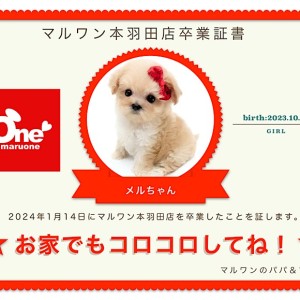 【 卒業記念 】メルちゃん卒業おめでとう!スタッフママよりお祝いの言葉〜卒業ブログ〜