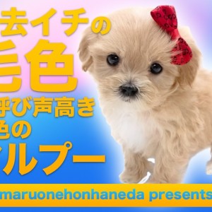 【 マルプー 】過去イチの毛色！の呼び声高き金色の女の子のご紹介！