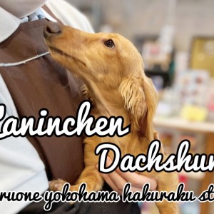 【 カニンヘンダックスフント 】賢さ満点!!更にお利口さんに成長した短足男子