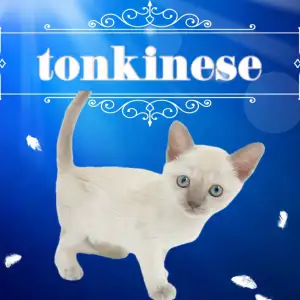 【 トンキニーズ 】レア度高め!奇跡のような美貌を持ったトンキニーズ