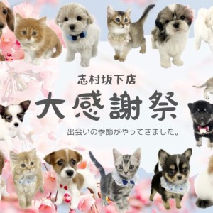 【 大感謝祭 】春の大感謝祭開催中!志村坂下店のワンちゃんネコちゃん全頭ご紹介!