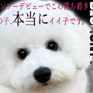 【 ビションフリーゼ 】習得してたら嬉しい『手入れ慣れ』実はこの子超イイ子なの。