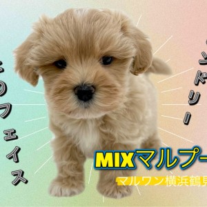 【 MIX 】おっとりフェイス!フレンドリーな性格のマルプ―ちゃん!