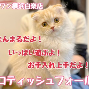 【 スコティッシュフォールド 】元気いっぱい遊ぶよ!折れ耳スコちゃん成長記録