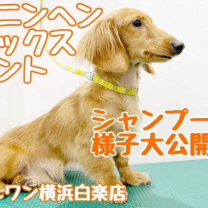 【 カニンヘンダックスフント 】ダックスくんシャンプーの様子を大公開!