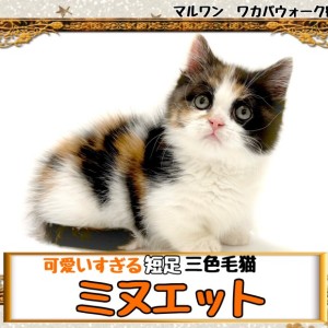 【 ミヌエット 】歩くだけで可愛い！短足で丸っこい三毛猫