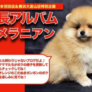 【 ポメちゃんの成長アルバム 】鮮やかオレンジのこだぬきポンポンの成長記!
