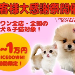 【 お客様大感謝祭開催 】ペットシーズン到来!推しの子見つけたらマルワンに集合!