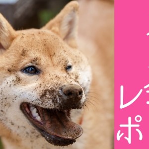 【 オフ会 】総勢20頭大集合!パックウォークで元気にお散歩!