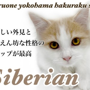 サイベリアン 】犬のような人懐っこさ！ギャップ満載にゃんこの成長