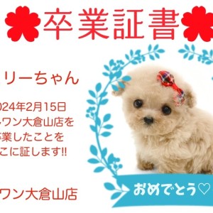 【 卒業証書 】シェリーちゃん卒業おめでとう!!スタッフママより愛を込めて!