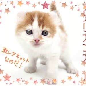 フィジー 2013年 アメリカンカール猫 2ドル記念硬貨 フィジー 2013年 アメリカンカール猫 2ドル記念硬貨 2013 FIJI