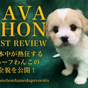 【 キャバション 】日本中が熱狂するスーパーハーフわんこの全貌を大公開!