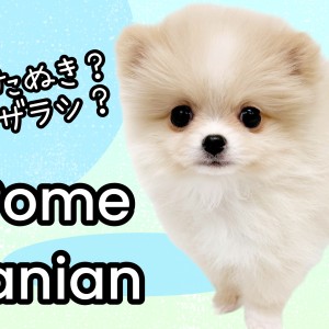 ポメラニアン 】たぬき顔×ショートバック体型！理想的な