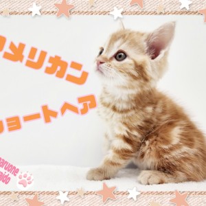 【 アメリカンショートヘア 】性格良し!お顔良し!レッドタビーの女の子!