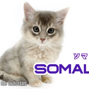 【 ソマリ 】目ヂカラ最強!神秘的なブルーの被毛をまとった明るく元気な男の子