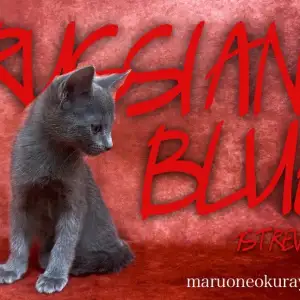 【 ロシアンブルー 】独特な深みブルー!にんまりロシアンスマイルの天使のような猫ちゃん!