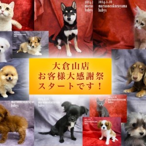 【 大感謝祭 】マルワン横浜大倉山店、お客様大感謝祭スタートです!