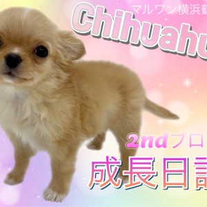 チワワ】2ndブログ、成長日記！！ | マルワンBLOG | ペット