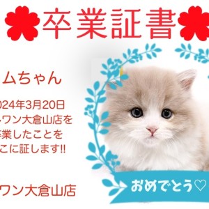 【 卒業証書 】リムちゃん卒業おめでとう!!スタッフママより愛を込めて!